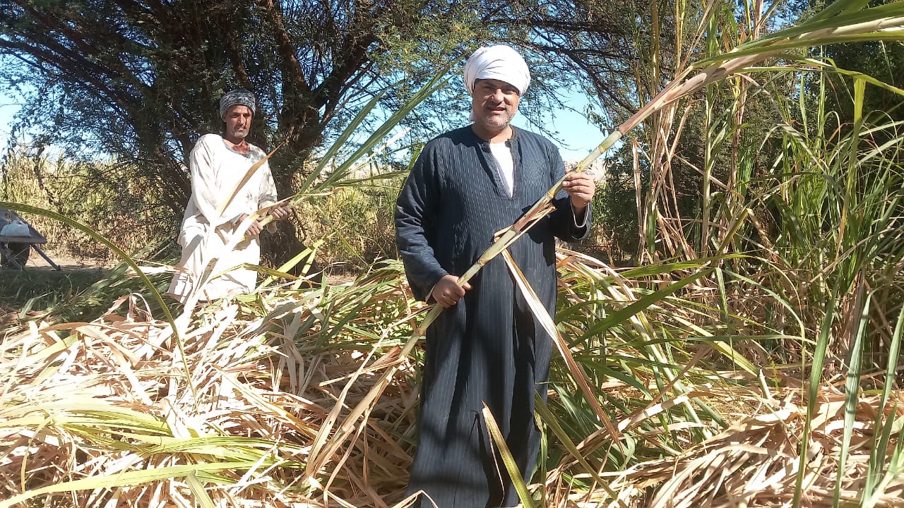 بدء موسم توريد قصب السكر بمحافظة المنيا لتوفير احتياجات السوق المحلي